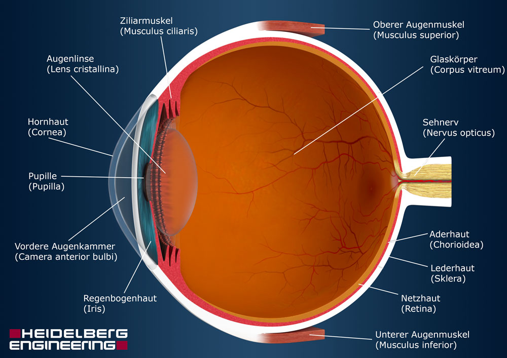 Anatomie und Funktion des Auges